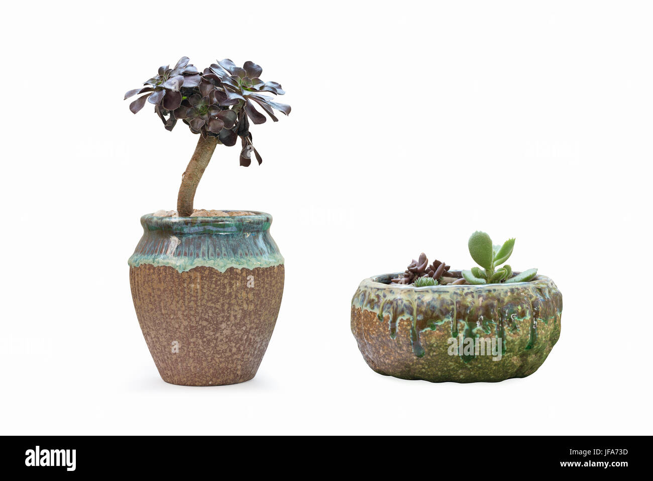 Piante succulente in vaso Foto Stock