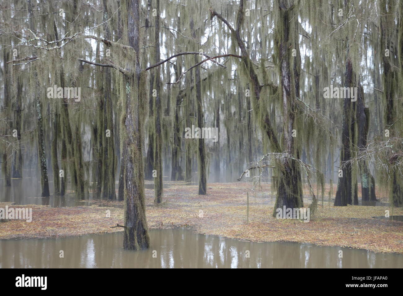 Caddo Lake State Park Texas nel tardo inverno Foto Stock