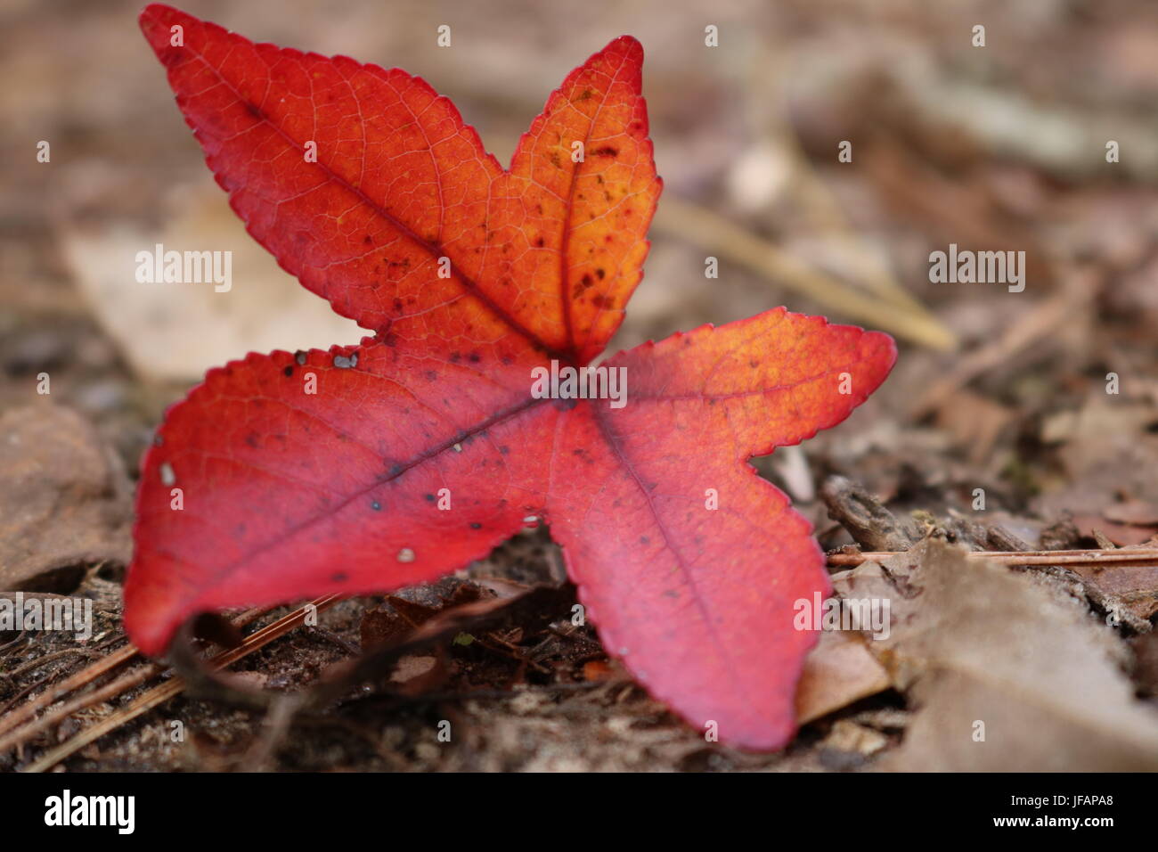 Rosso di foglie di acero in autunno Foto Stock