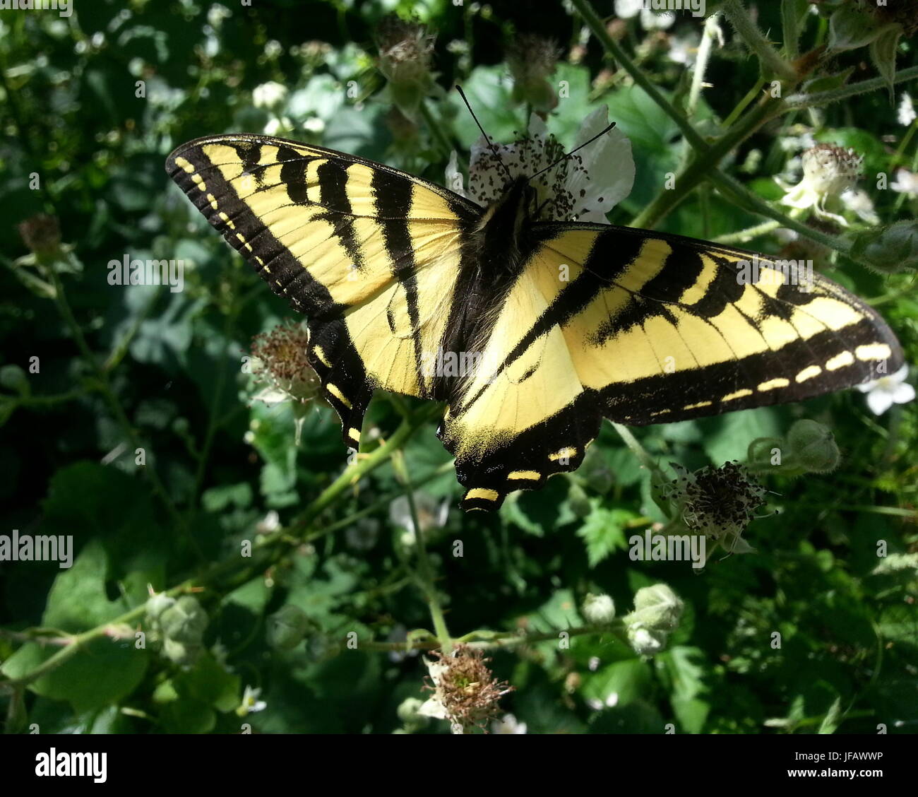 Splendida Tigre farfalla a coda di rondine Foto Stock
