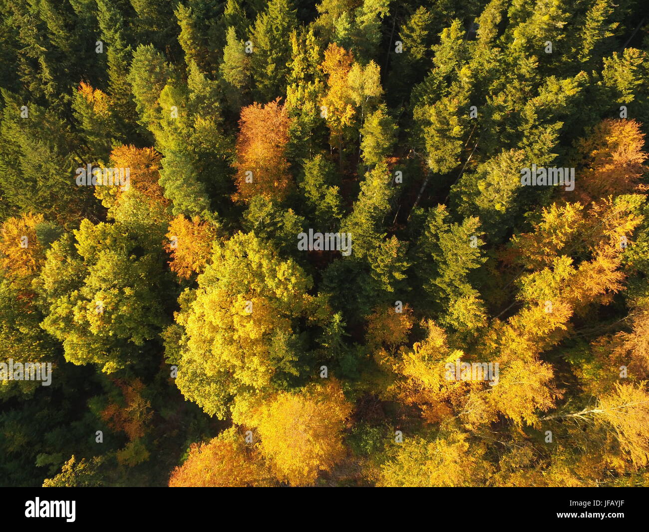 Vista aerea della foresta nera Schwarzwald in Germania durante la caduta Foto Stock