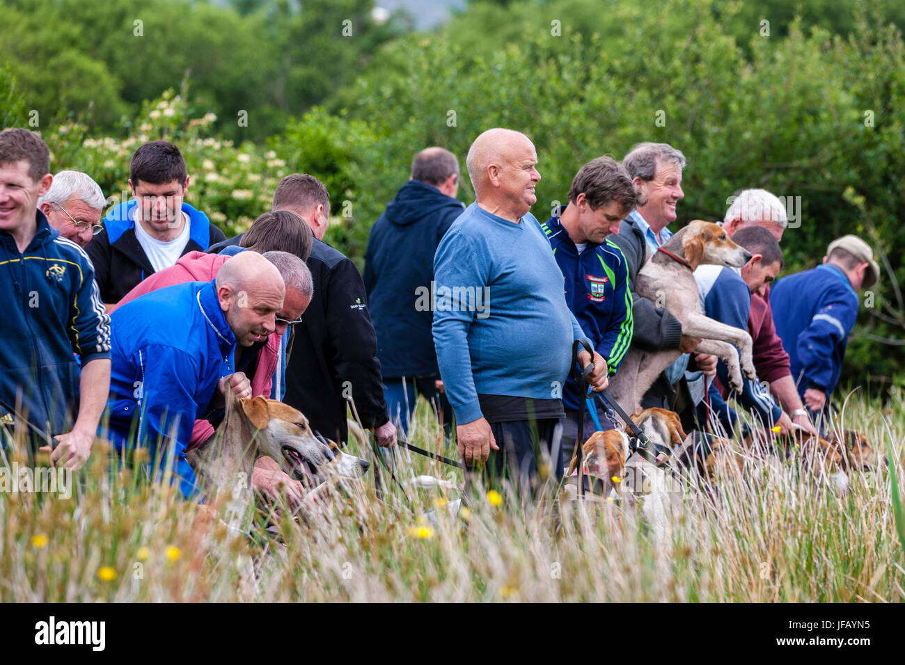 Drag Racing di suoneria con Brachetti, Cahersiveen, nella contea di Kerry Irlanda Foto Stock