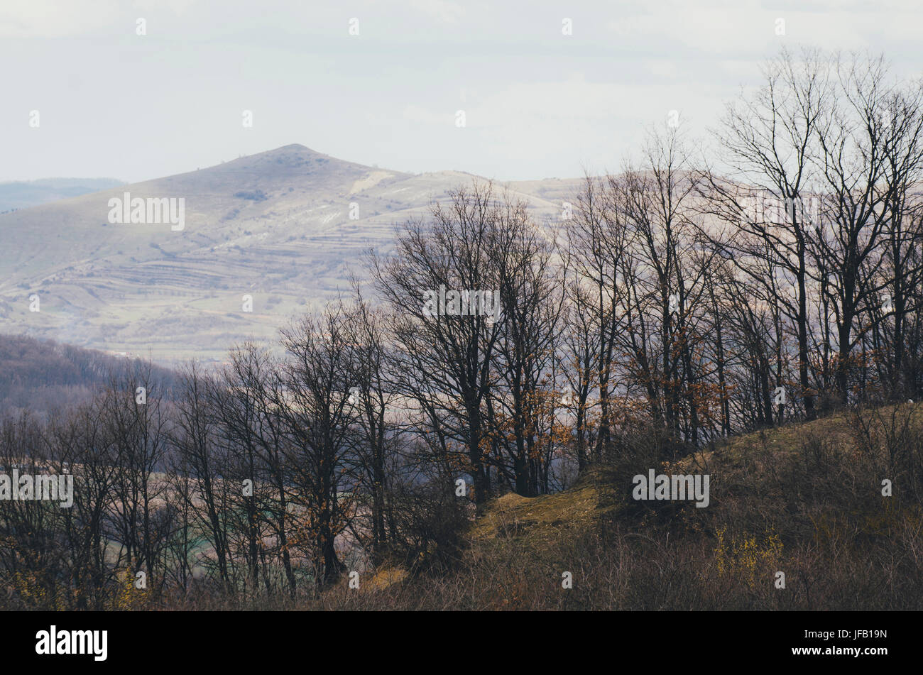 Paesaggio con alberi e picco di montagna in background Foto Stock