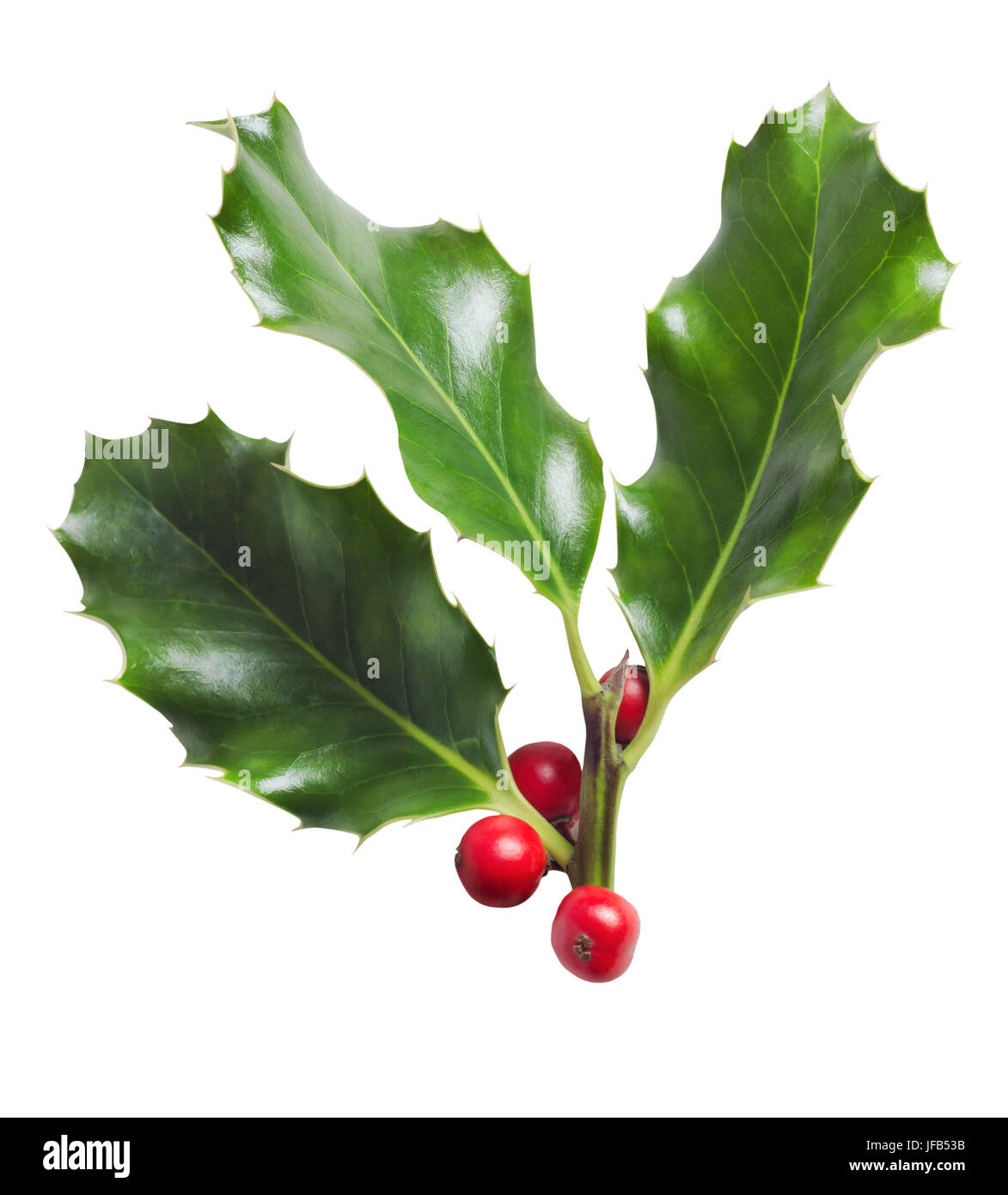 Un Natale di cut-out. Rametto di tre foglie di agrifoglio con bacche rosse, isolato su sfondo bianco. Foto Stock