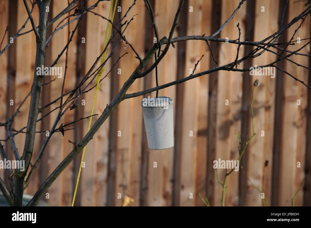 Prunus domestica, susino, splay fuori Foto Stock