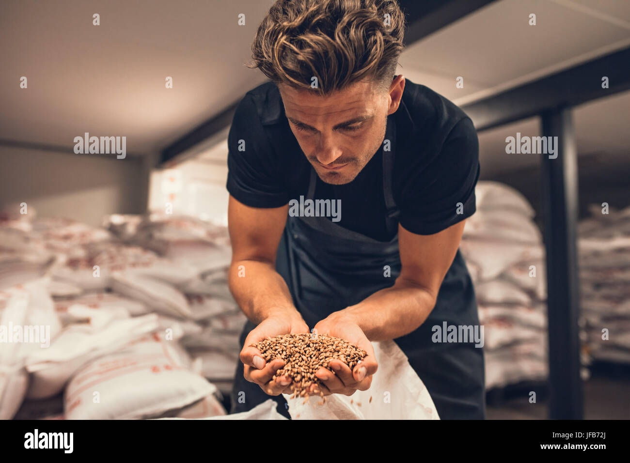 Master Brewer controllare i semi di orzo prima che vengano inserite nel sistema di produzione della birra. Dipendente esaminando l'orzo dal sacchetto gunny al fattore di birreria Foto Stock