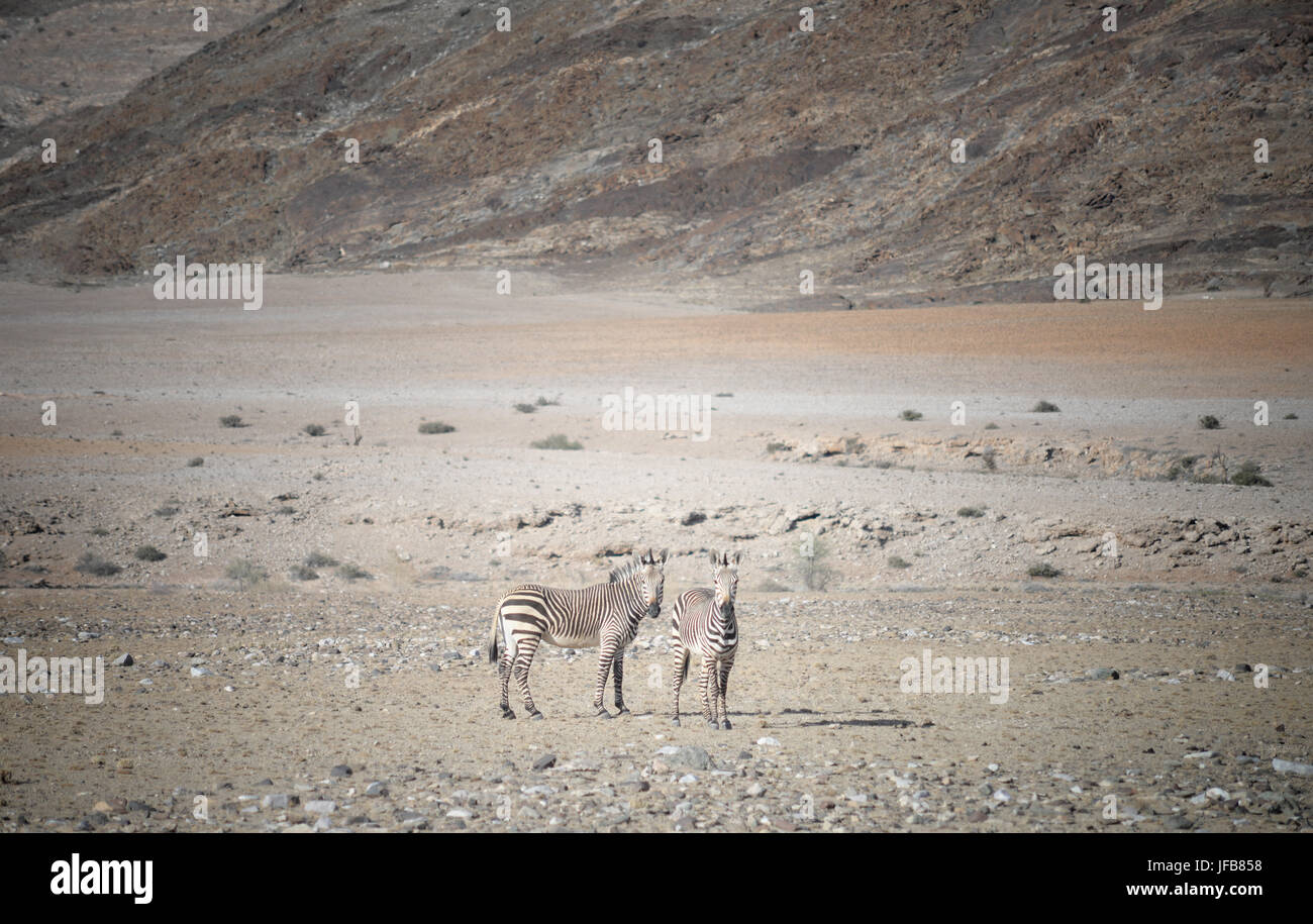 Due zebre in Africa Foto Stock