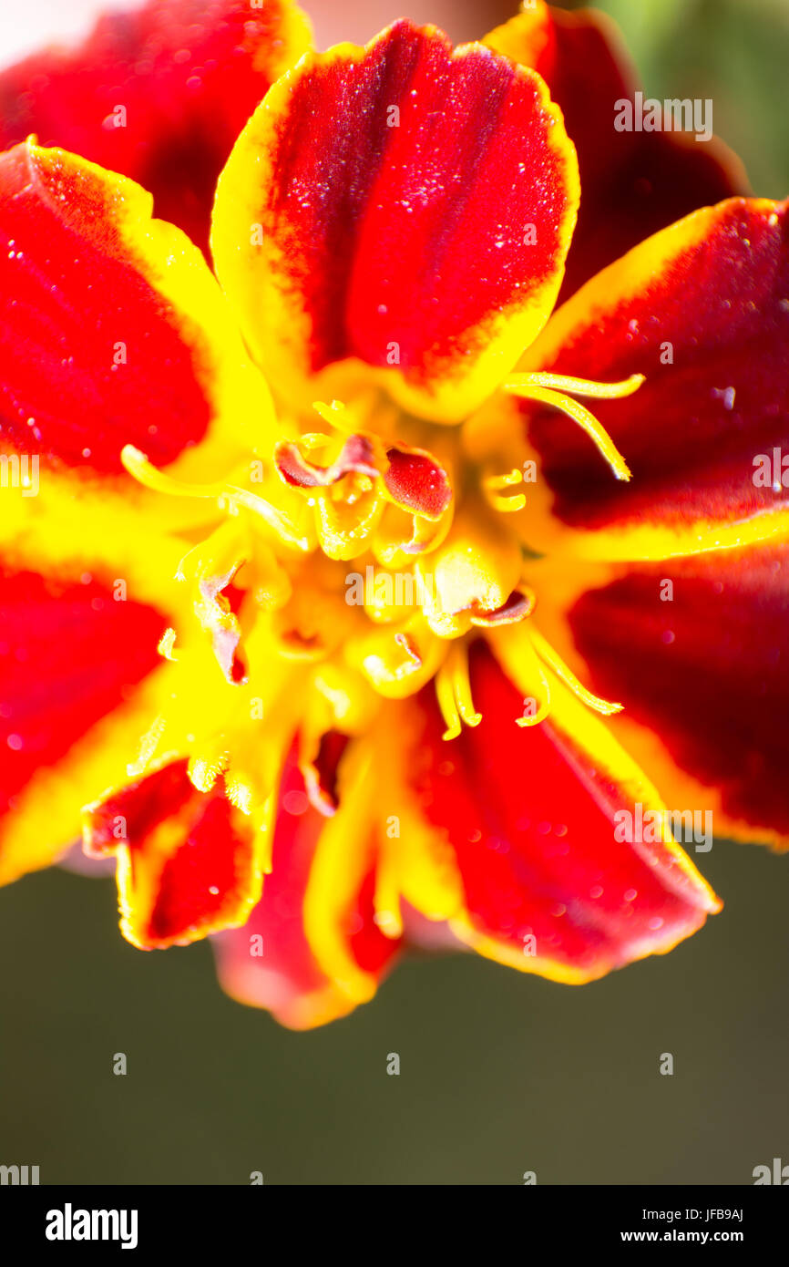 Fiore di colore giallo e con petali di colore rosso Foto Stock