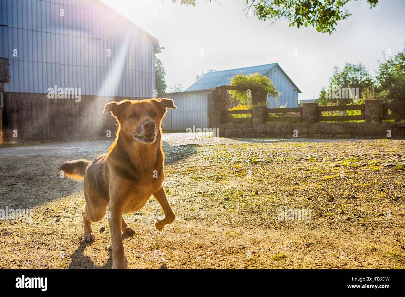Cane Foto Stock