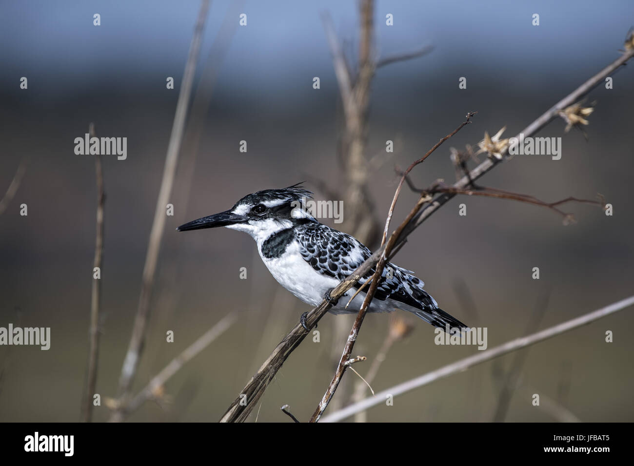 Pied Kingfischer Foto Stock