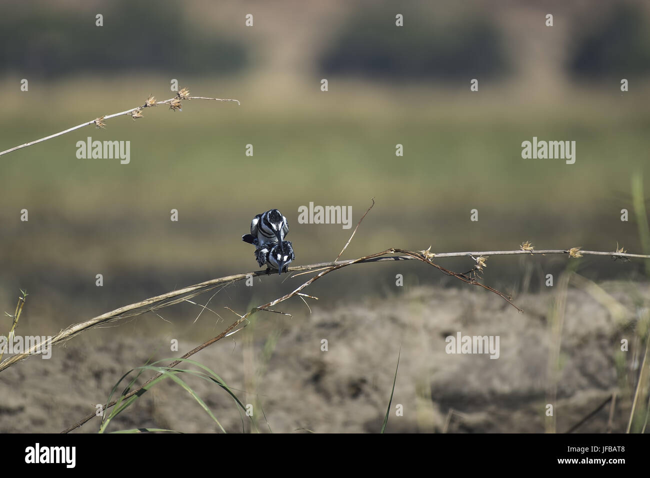 Ceryle rudis Foto Stock