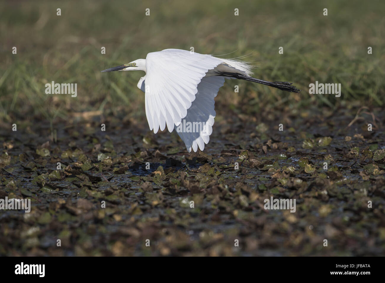 Garzetta (Egretta garzetta) Foto Stock