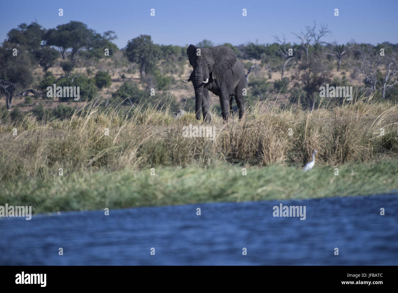 Elefante africano (Loxodonta africana) Foto Stock