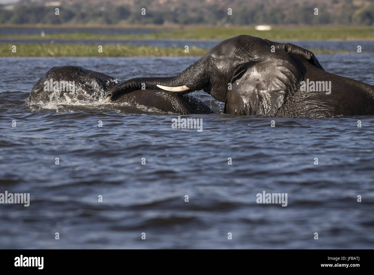 Elefante africano (Loxodonta africana) Foto Stock