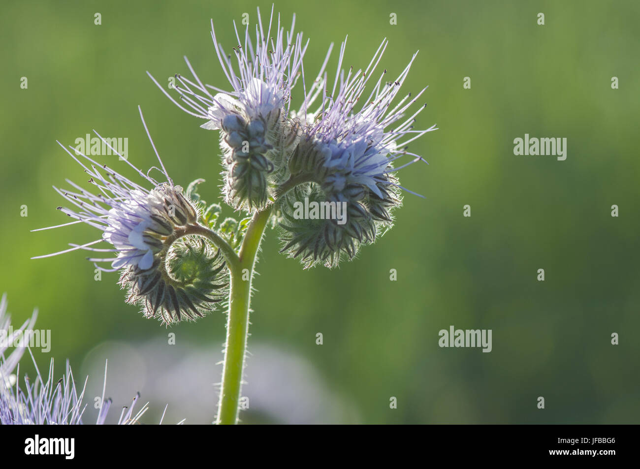 Scorpionweed, Bibersfeld Foto Stock