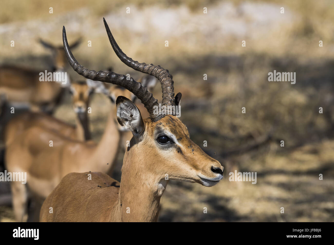 Impala (Aepyceros melampus) Foto Stock