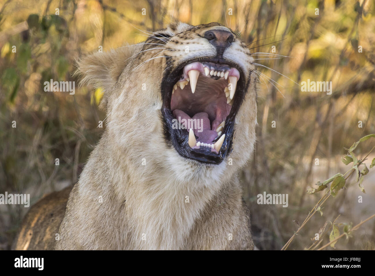 Lion (Panthera leo) sbadigli Foto Stock