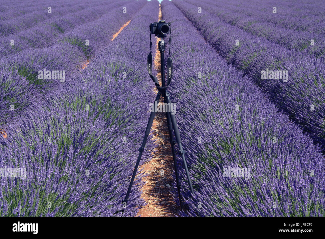 Scattare foto di lavanda Foto Stock