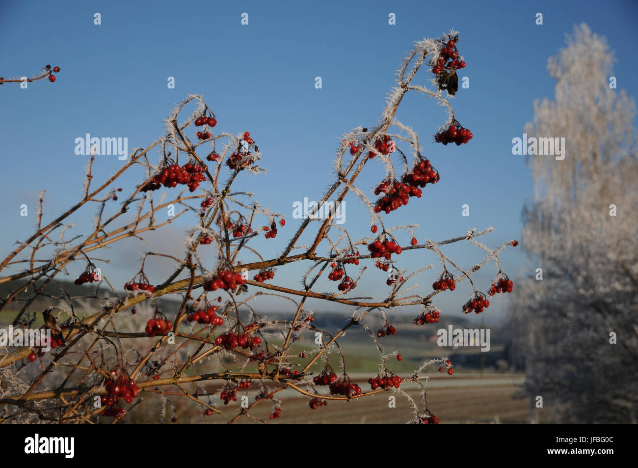 Viburnum opulus, viburno Rose, Frost White Foto Stock