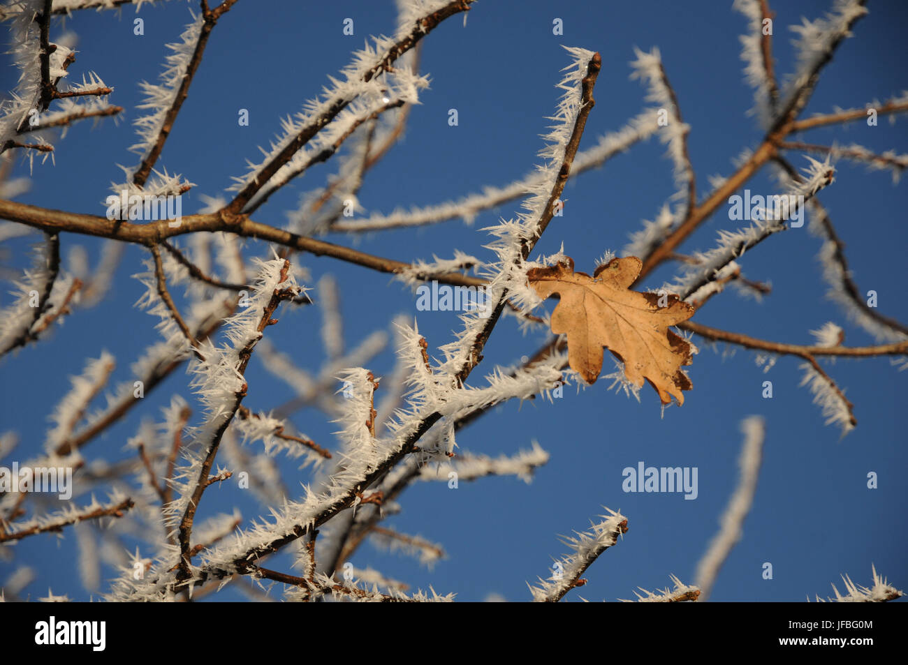 Quercus robur, quercia tedesca, Frost White, ghiaccio Foto Stock