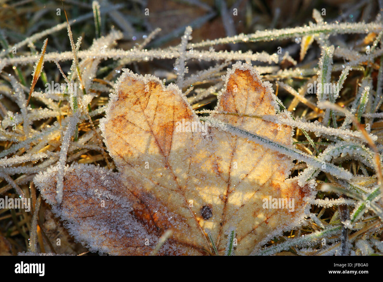 cristallo di ghiaccio Foto Stock