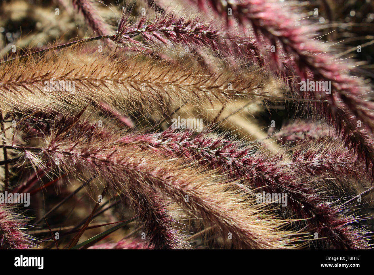 Close-up del seme-capi del mazzetto di erba, Pennisetum setaceum, illuminata dal sole e la piegatura nel vento; viola e colori dorati predominano. Foto Stock