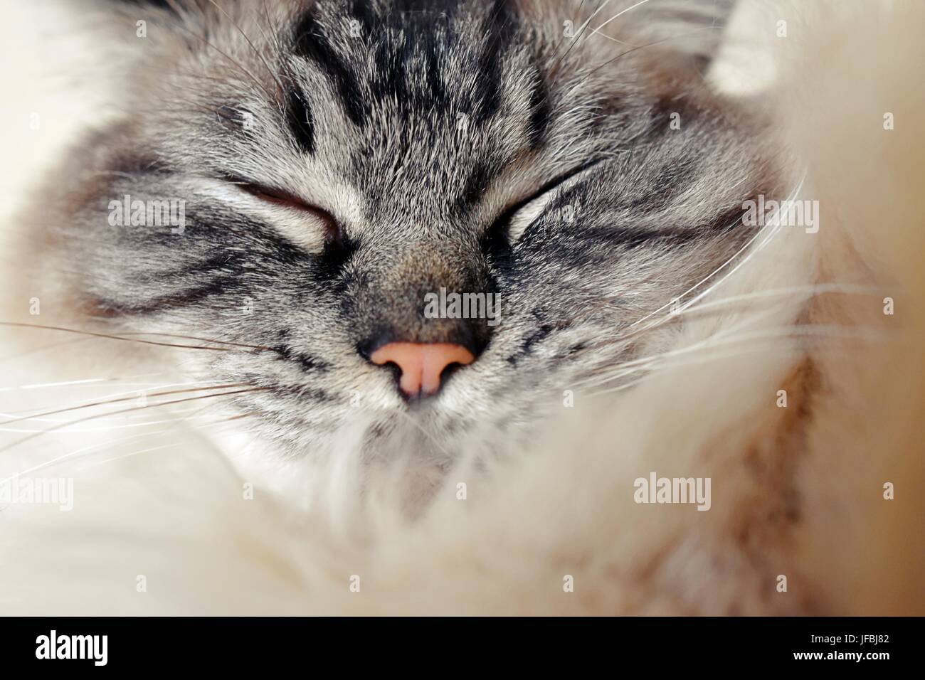 Sleeping Ragdoll seal tabby point Lynx. Foto Stock