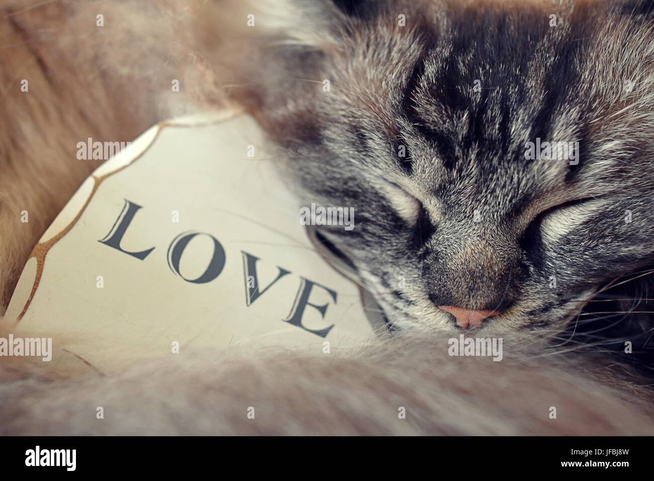 Gatto Ragdoll dorme con un legno bianco Cuore amore conla amore testo scritto su di esso. Foto Stock