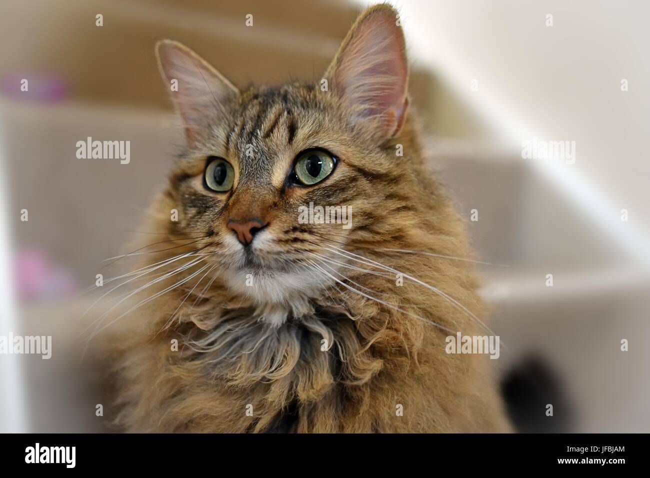 Carino capelli lunghi Maine Coon X Tabby Cat Family Pet seduti sulle scale per interni. Foto Stock