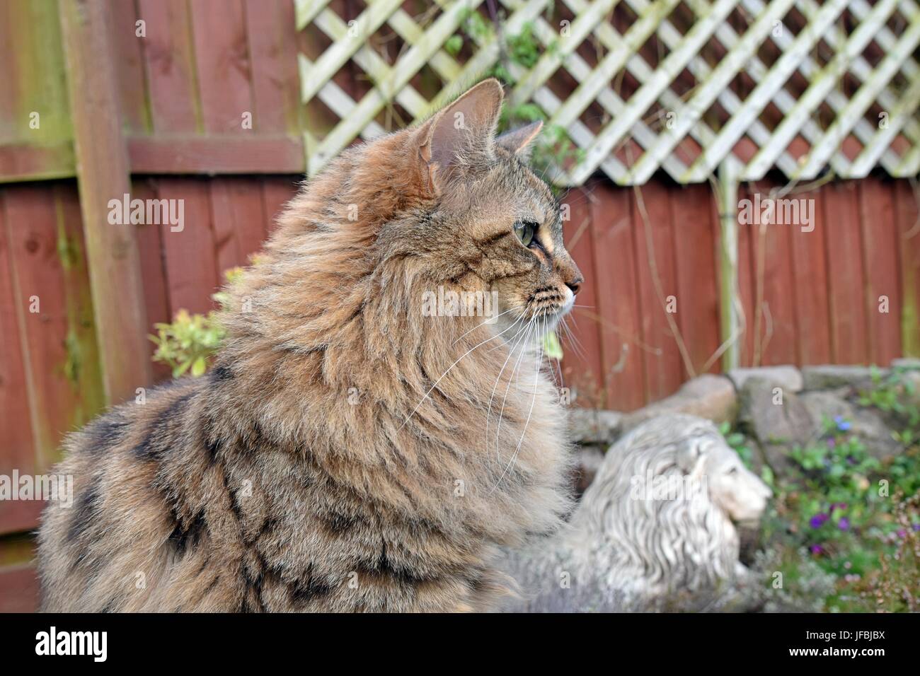 Molto carino capelli lunghi Tabby Cat all'esterno. Foto Stock