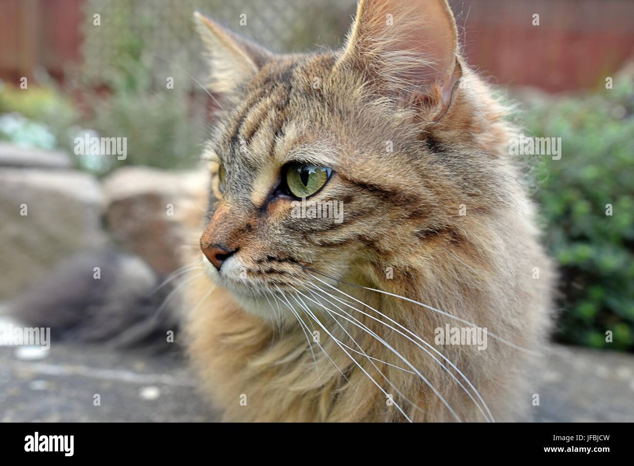 Molto carino capelli lunghi Tabby Cat all'esterno. Foto Stock