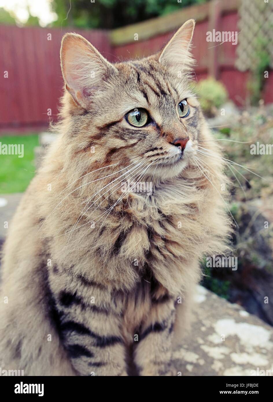 Molto carino capelli lunghi Tabby Cat all'esterno. Foto Stock