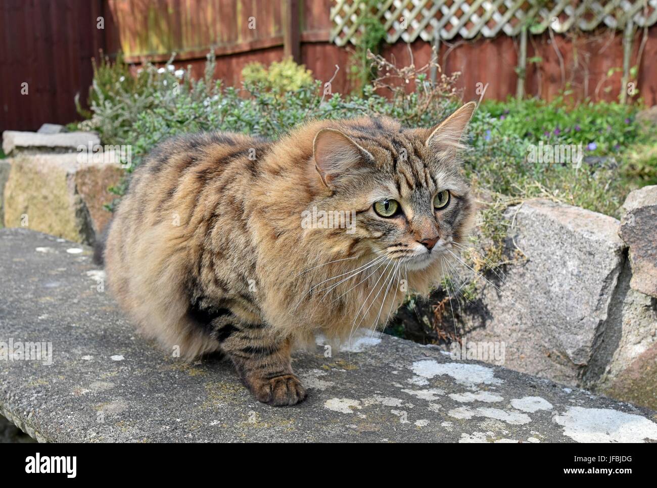 Molto carino capelli lunghi Tabby Cat all'esterno. Foto Stock