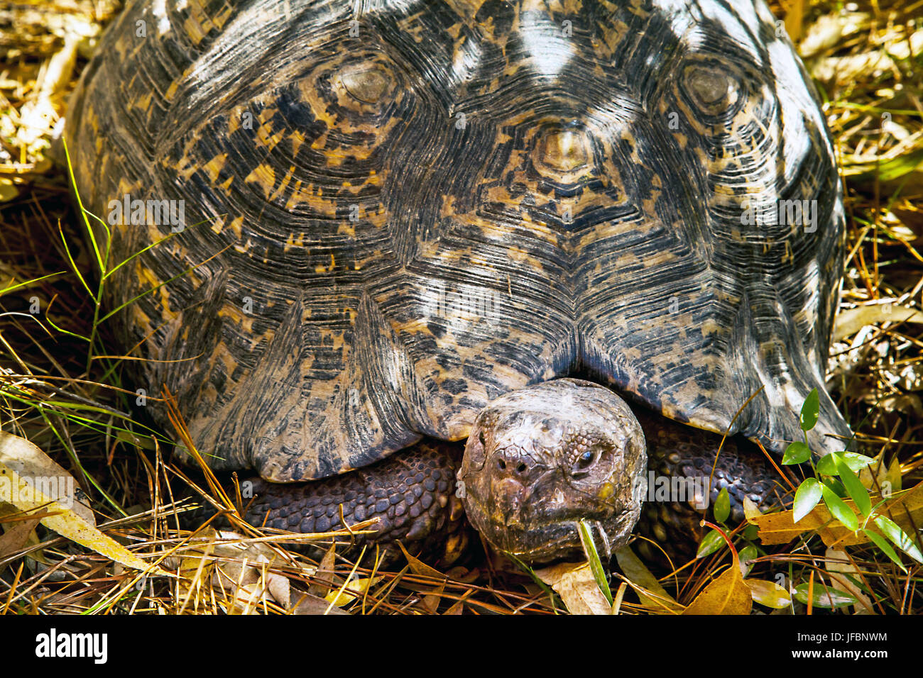 Paese turtle in Sud Africa Foto Stock