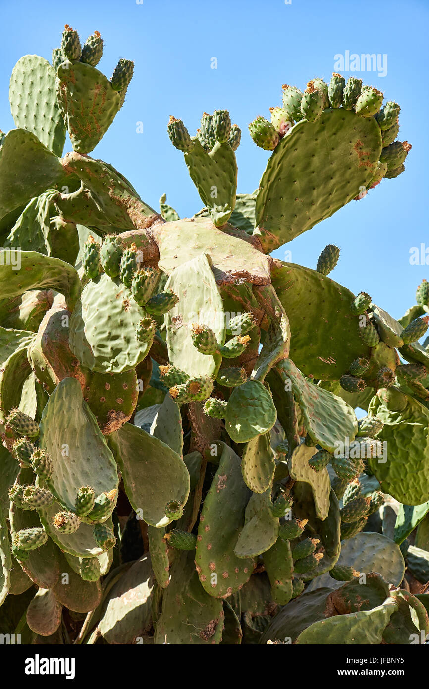 Di cactus Opuntia Foto Stock