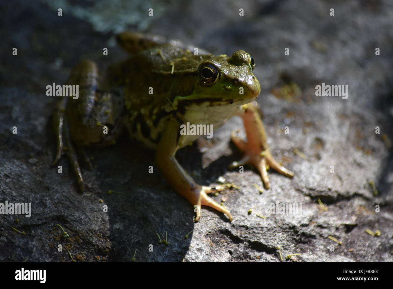 Rana verde appollaiato sulla roccia Foto Stock