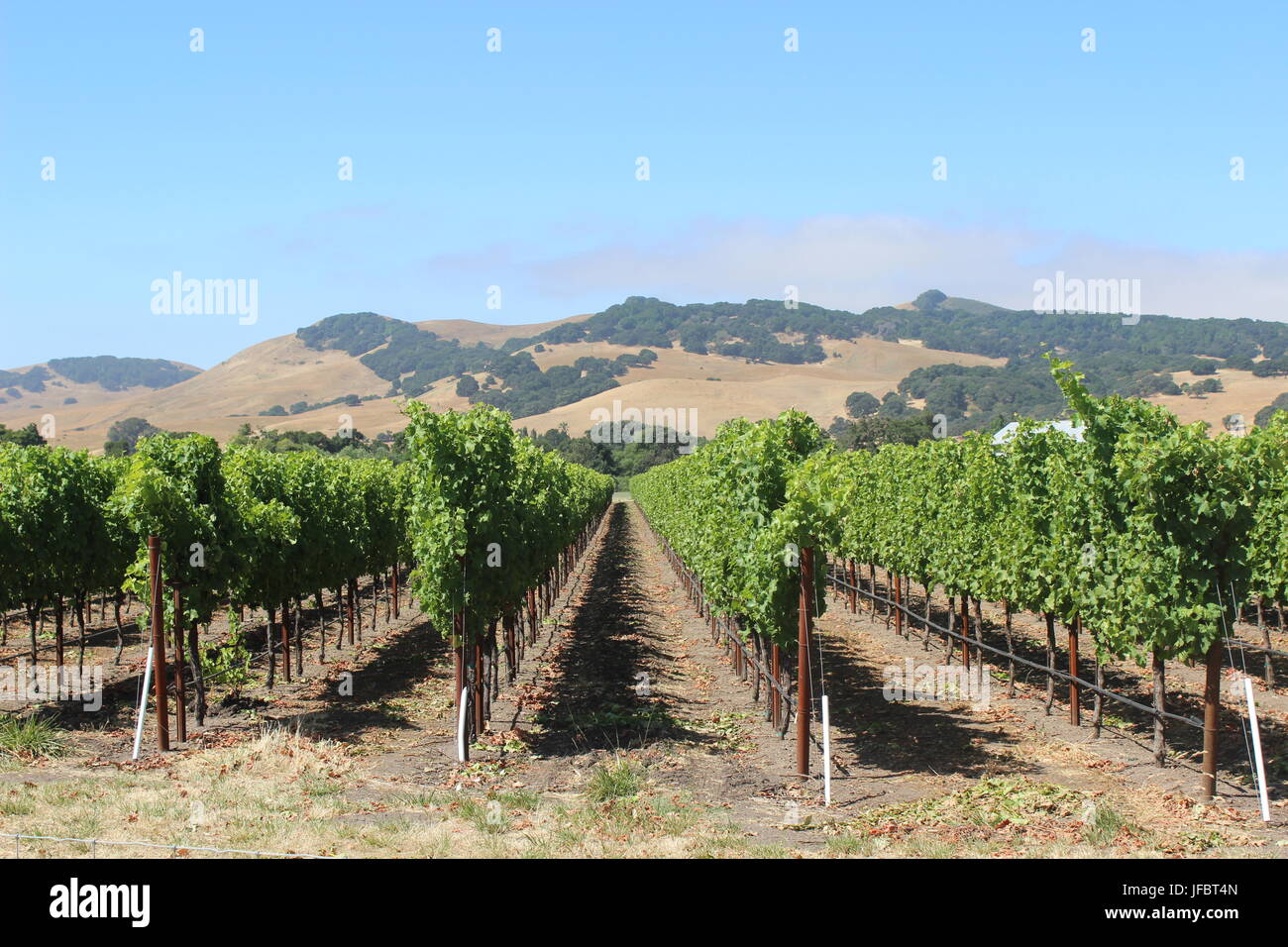Vigneto, Solano County Green Valley, California Foto Stock