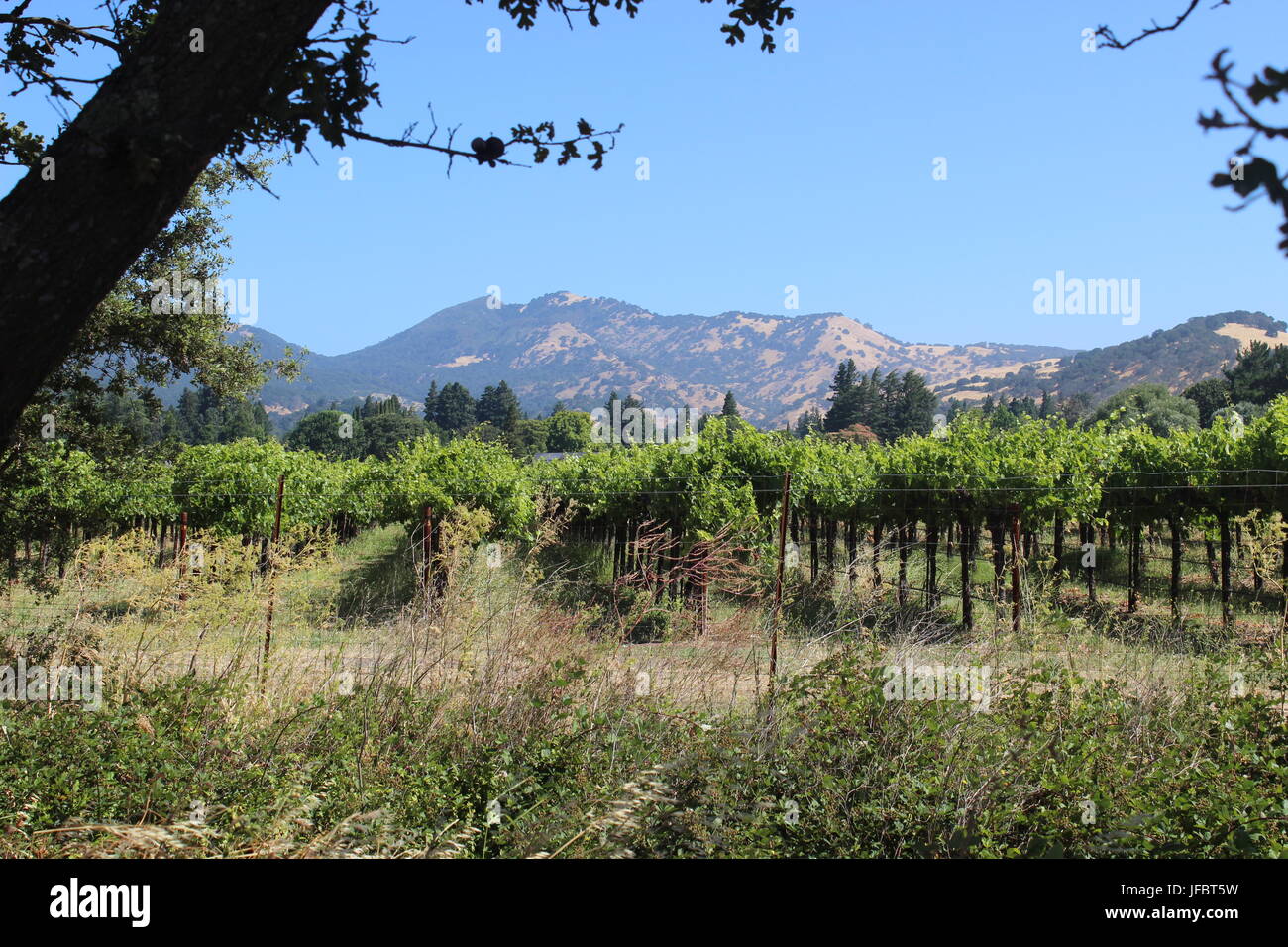 Vigneto, Solano County Green Valley, California Foto Stock