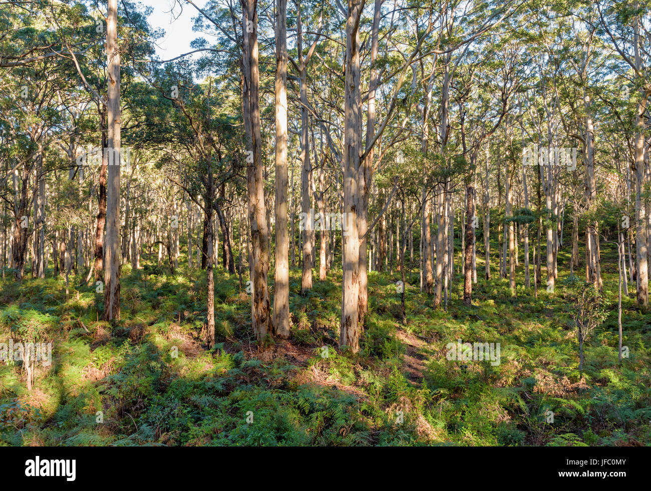 Pezzata luce attraverso il Boranup Karri ricrescita forestale sul fern pavimento rivestito in Leeuwin-Naturaliste Parco Nazionale, Regione di Margaret River Foto Stock