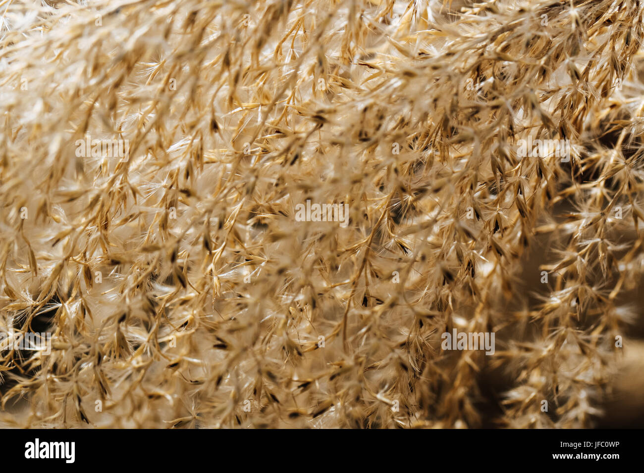 Fiore di erba ornamentale in luce dorata Foto Stock