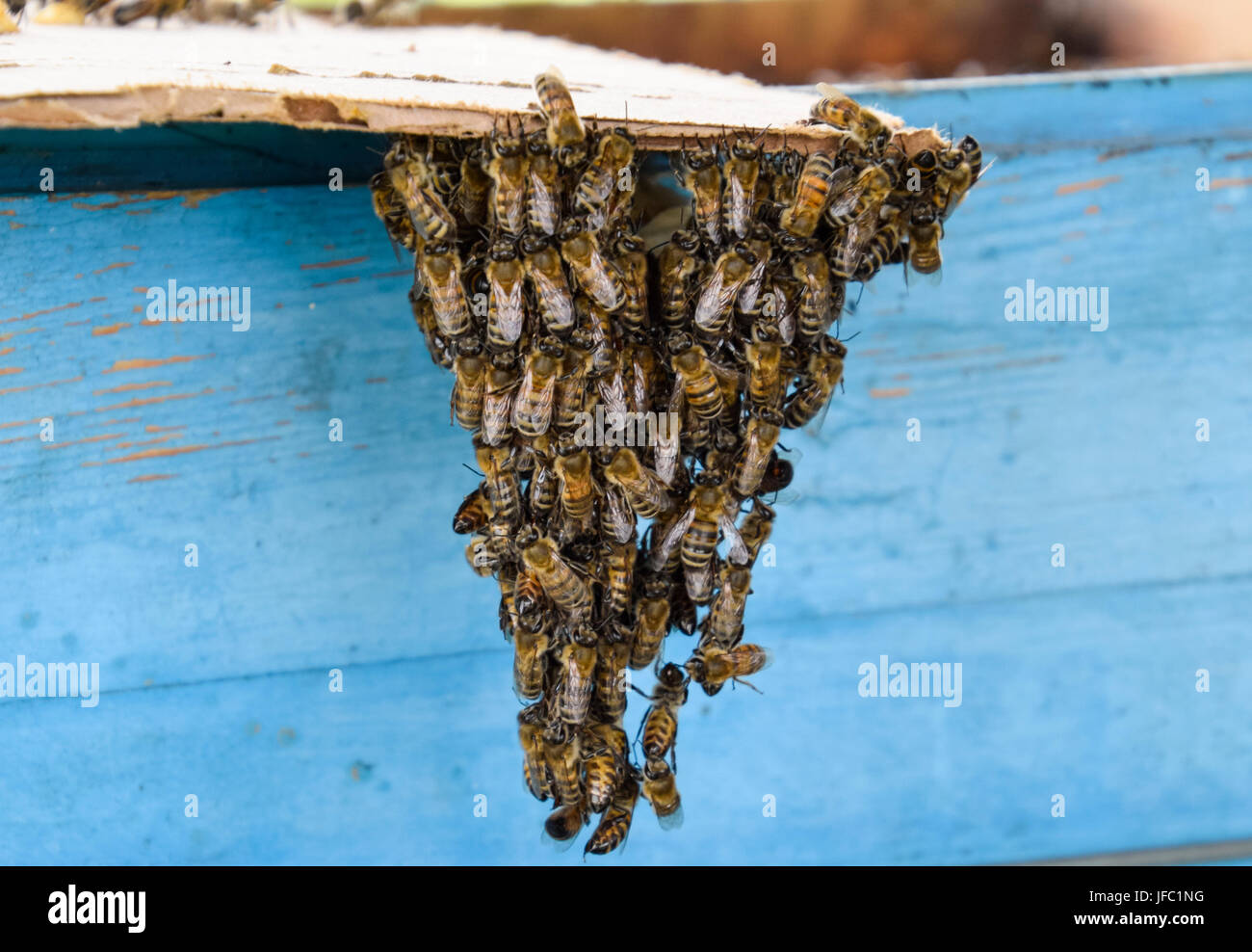 L'inizio della sciamatura delle api. Un piccolo uno sciame di api mesmerized su cartone carta. Apiario. Api mellifere sulla home apiario. La tecnologia Foto Stock