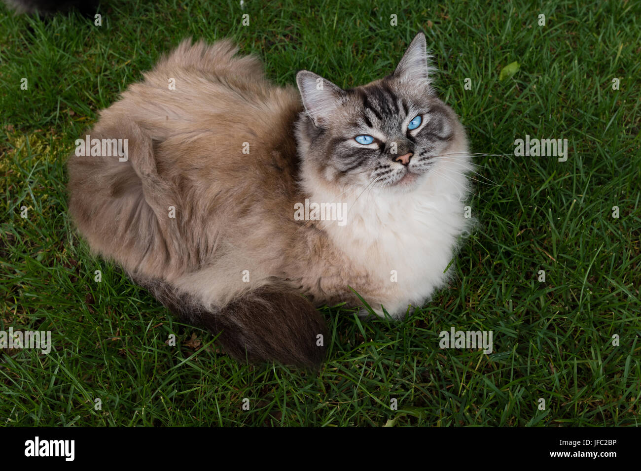 Guarnizione punto Lynx gatto Ragdoll seduto su erba ritratto all'aperto. Foto Stock