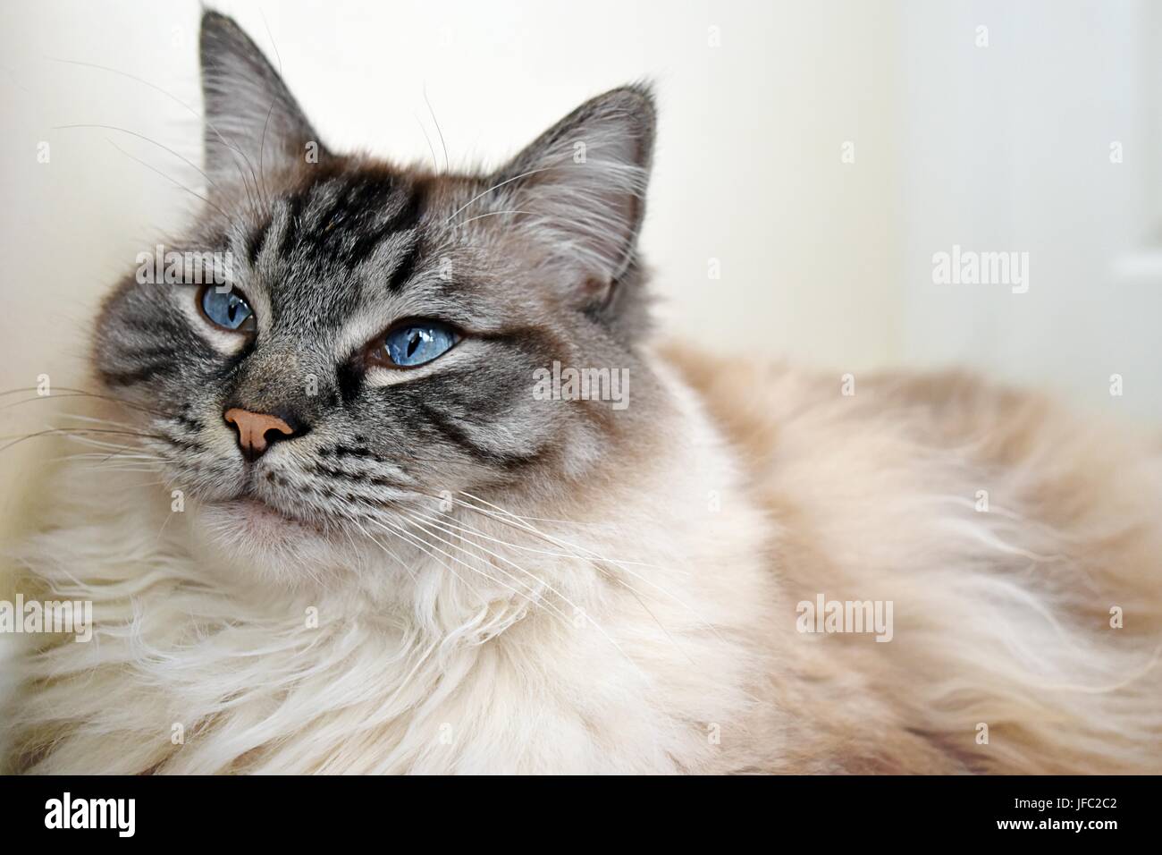 Bellissima Seal Point Lynx Ragdoll Cat ritratto al coperto. Foto Stock