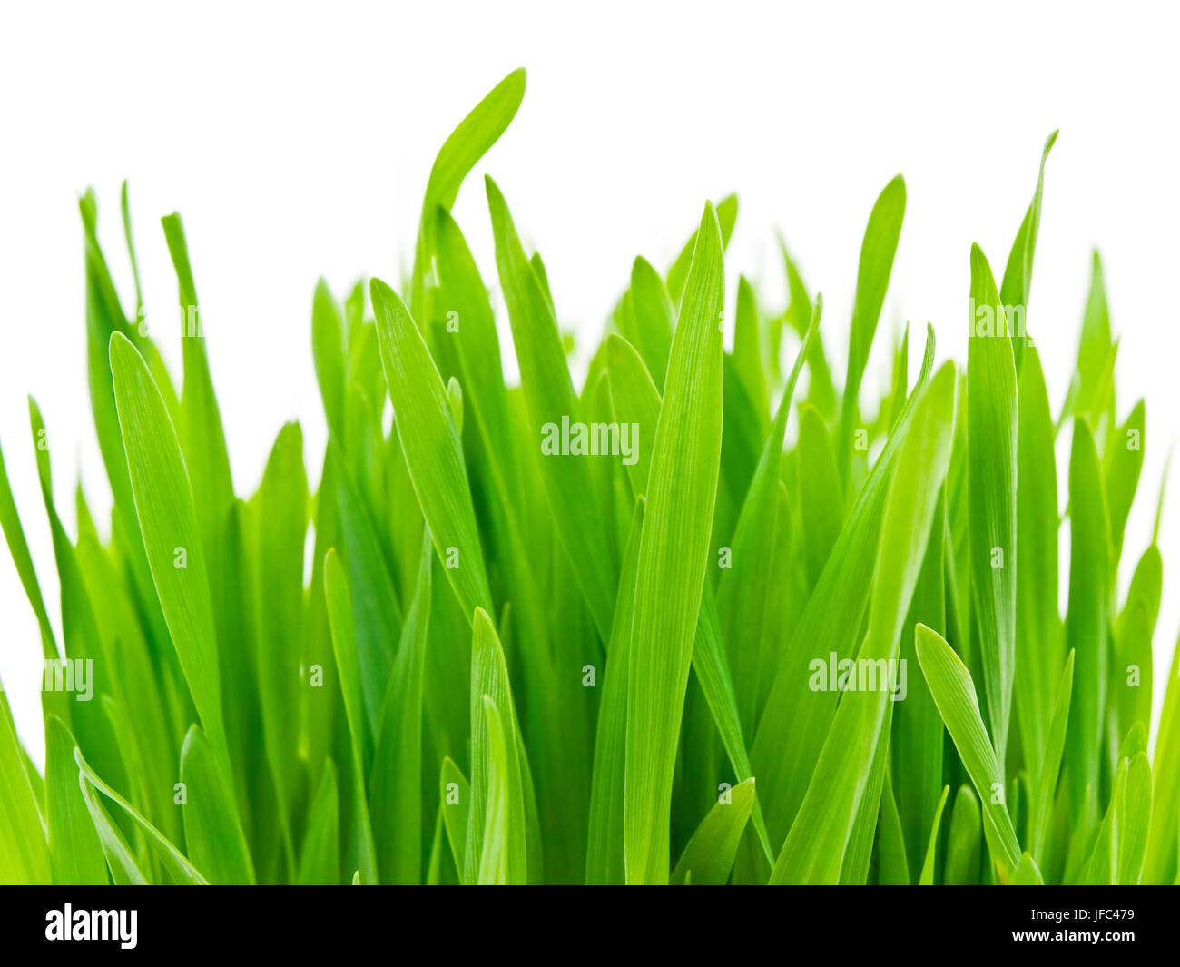 Grasss verde su bianco Foto Stock