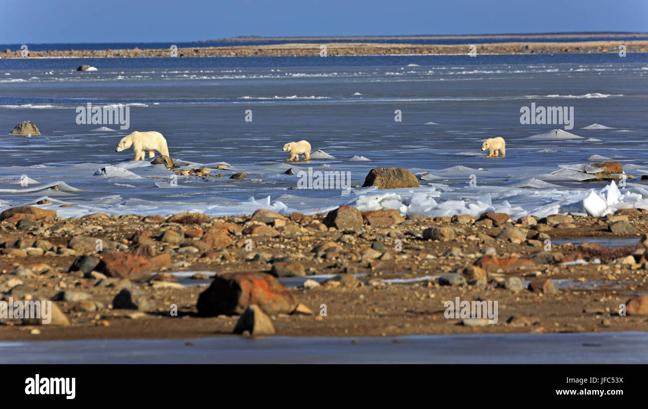 Un orso polare la famiglia sul ghiaccio della baia di Hudson Foto Stock