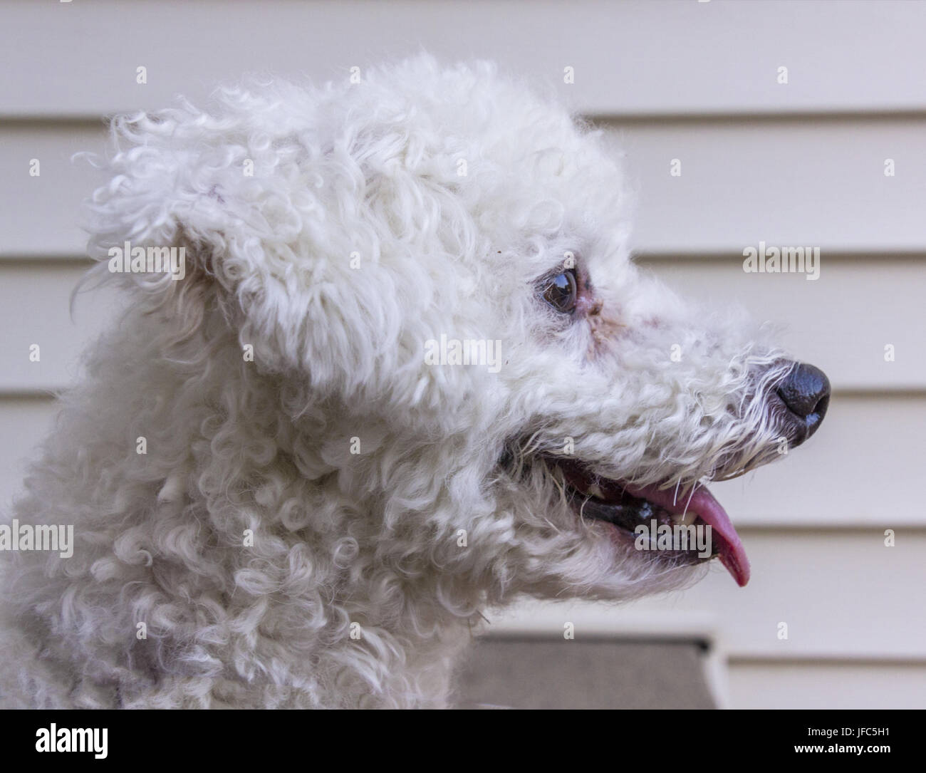 Profilo di cane Foto Stock