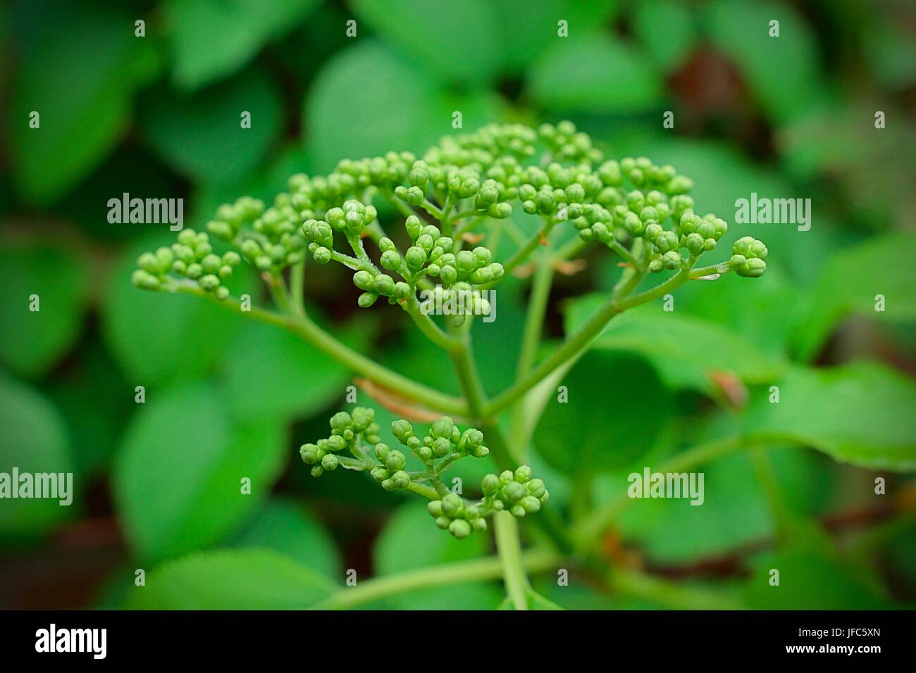 Miscela di verde naturale Colori piante e foglie dello sfondo. Foto Stock