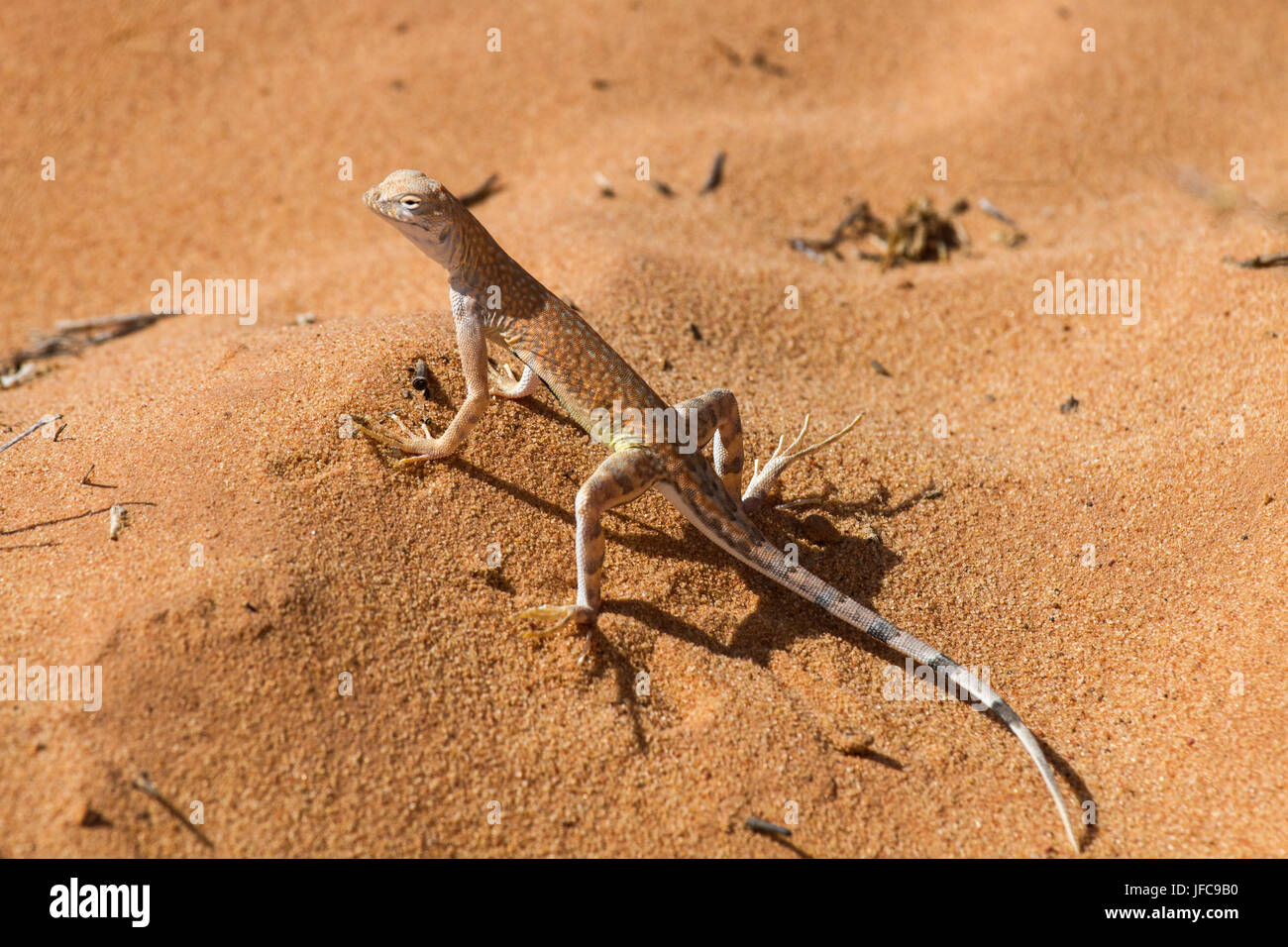 Grande Bacino Whiptail 3 Foto Stock