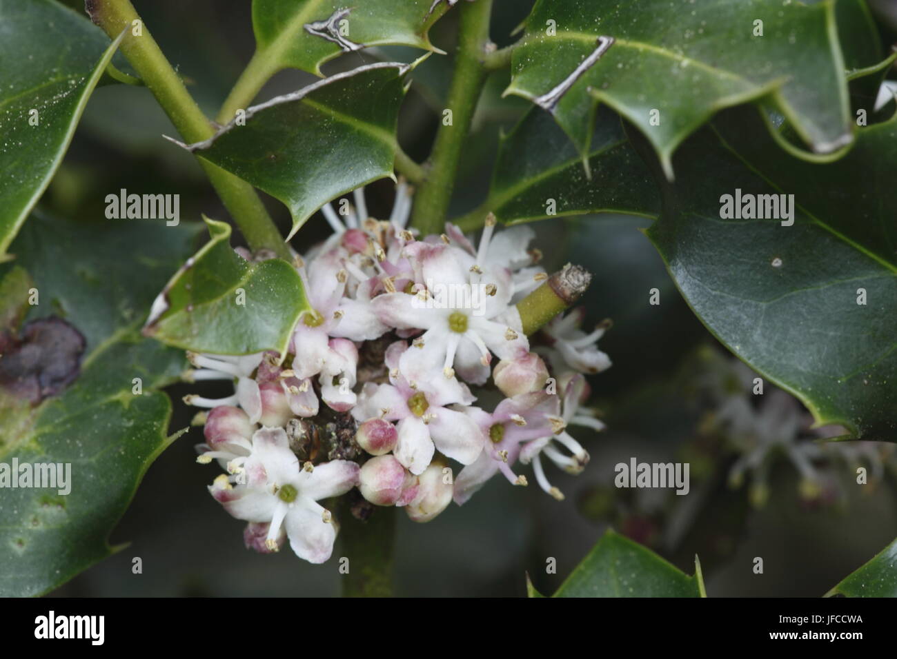 Unione holly blossoms Foto Stock