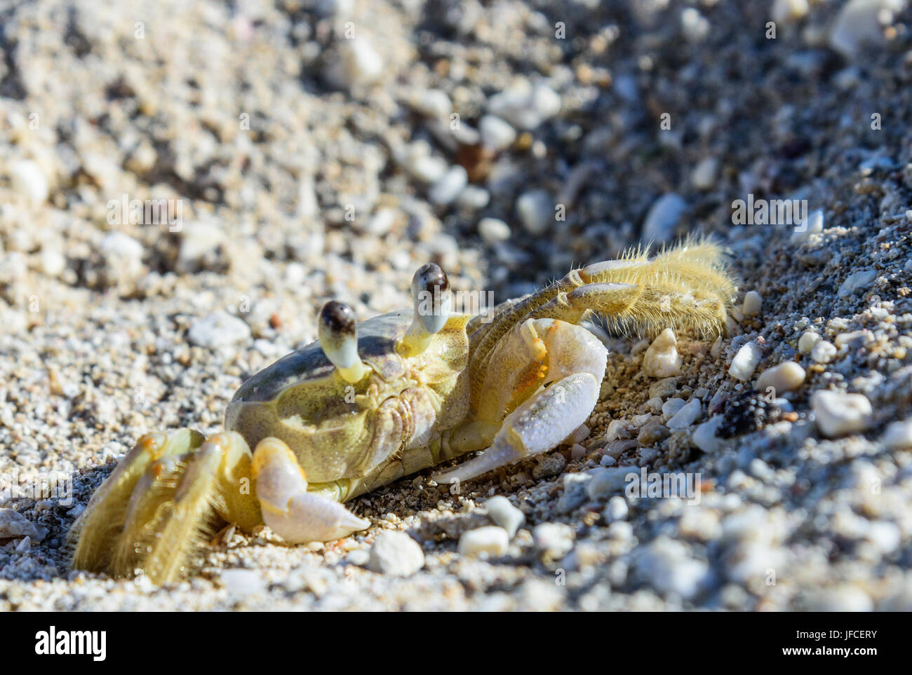 Il granchio sulla sabbia Foto Stock